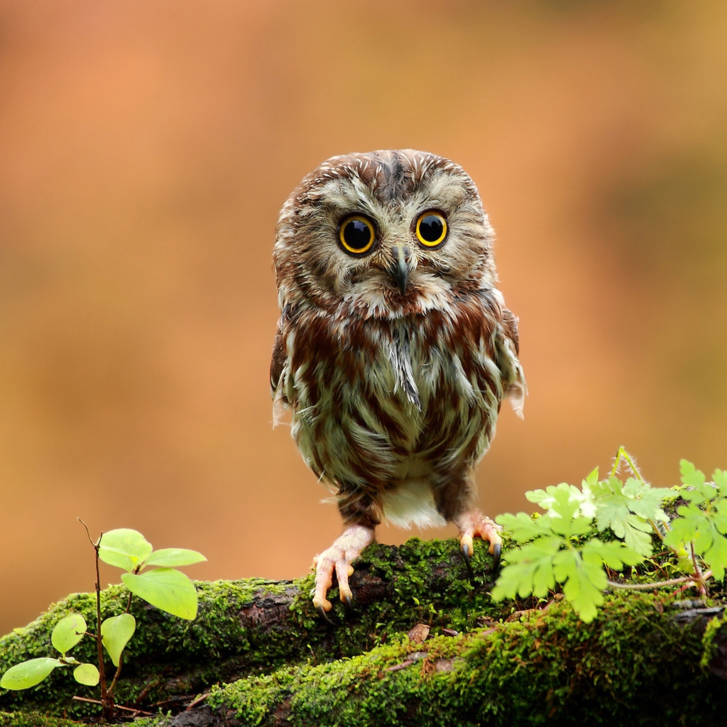 Cute Baby Owl for 1024 x 1024 iPad resolution