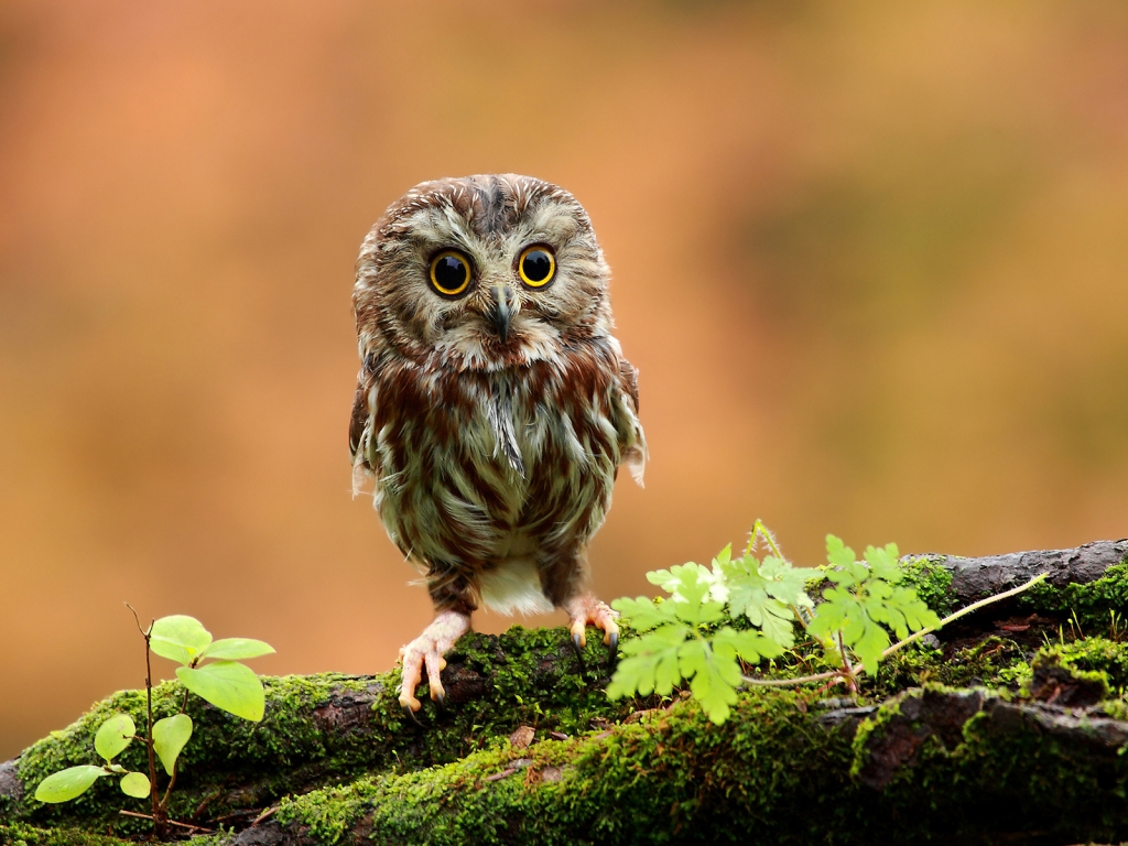 Cute Baby Owl for 1024 x 768 resolution
