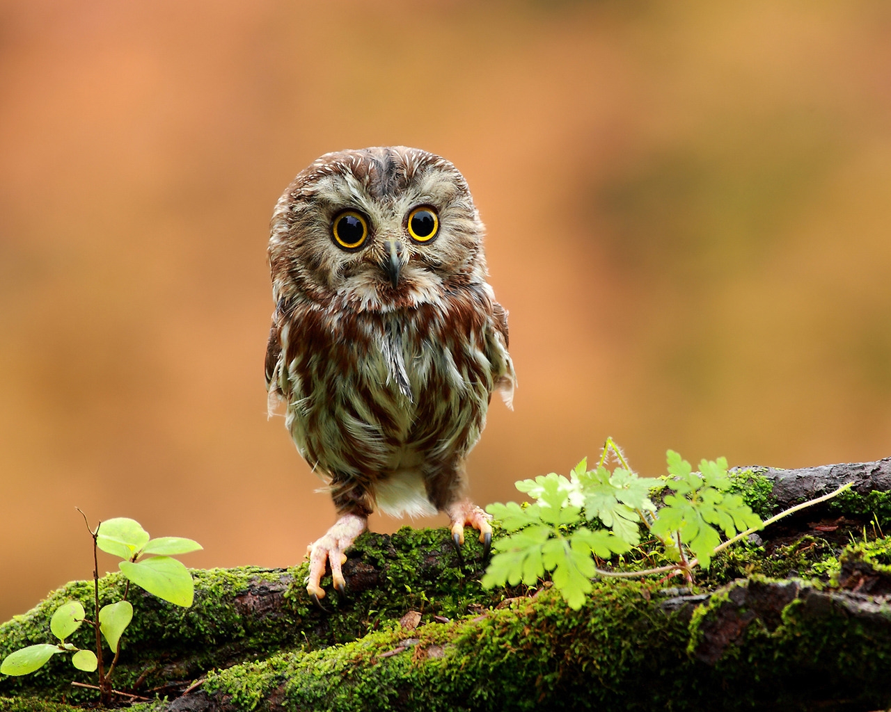 Cute Baby Owl for 1280 x 1024 resolution