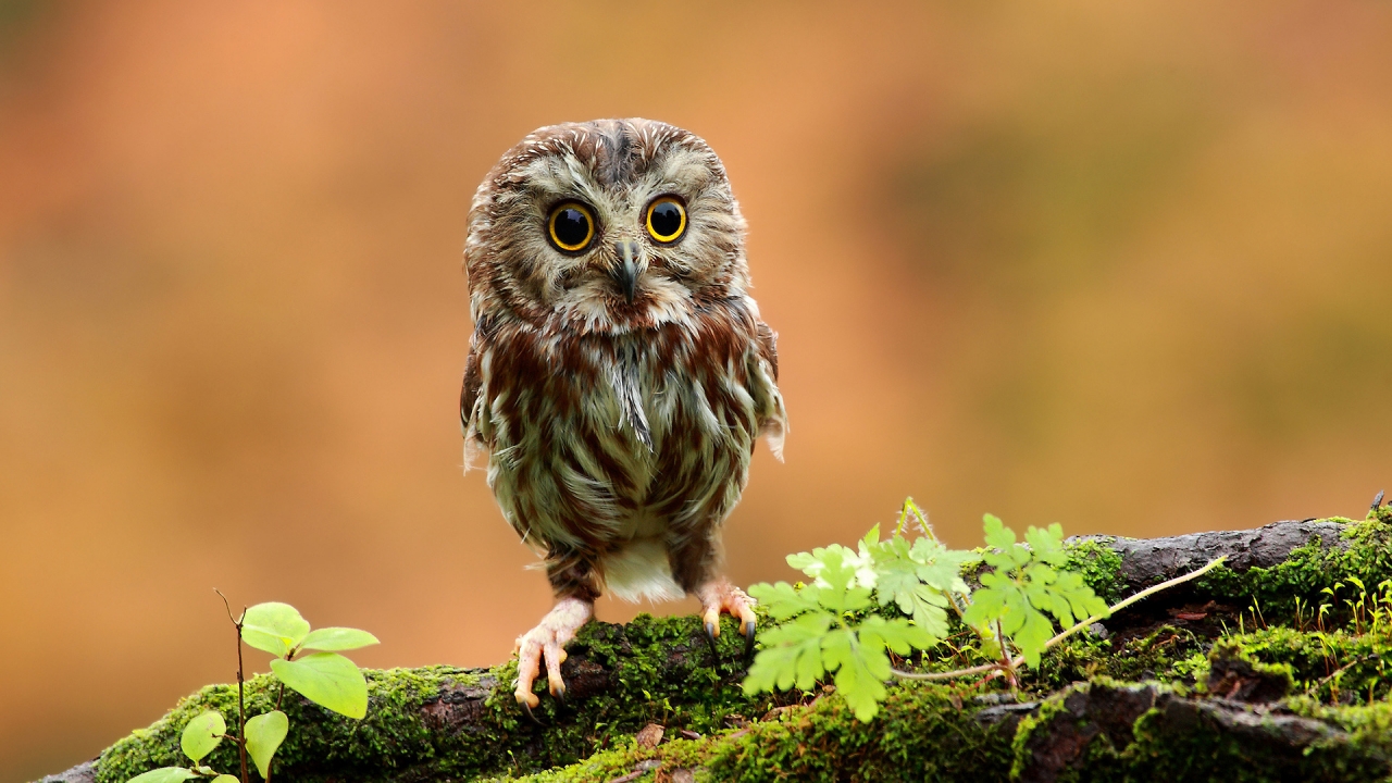 Cute Baby Owl for 1280 x 720 HDTV 720p resolution