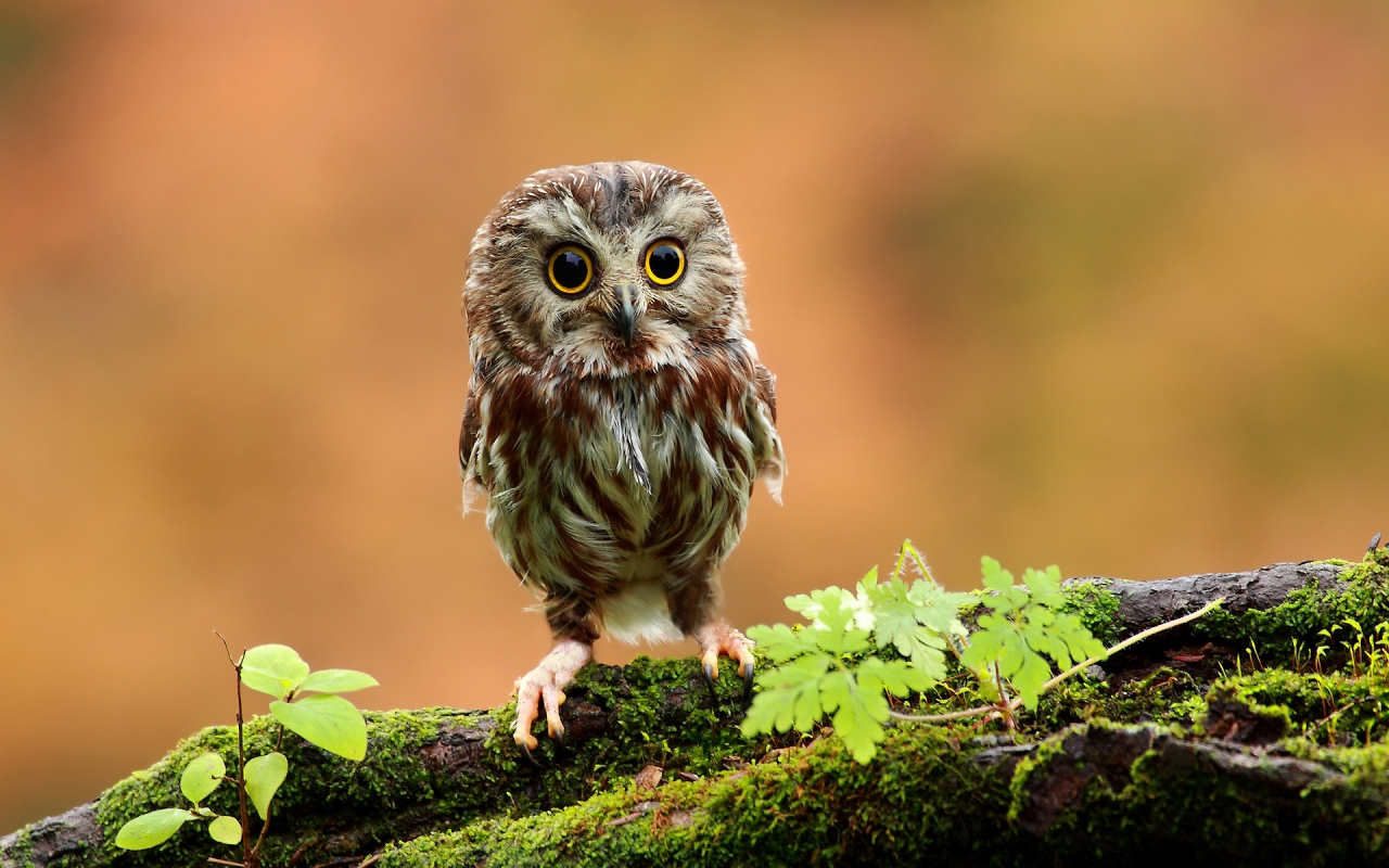 Cute Baby Owl for 1280 x 800 widescreen resolution