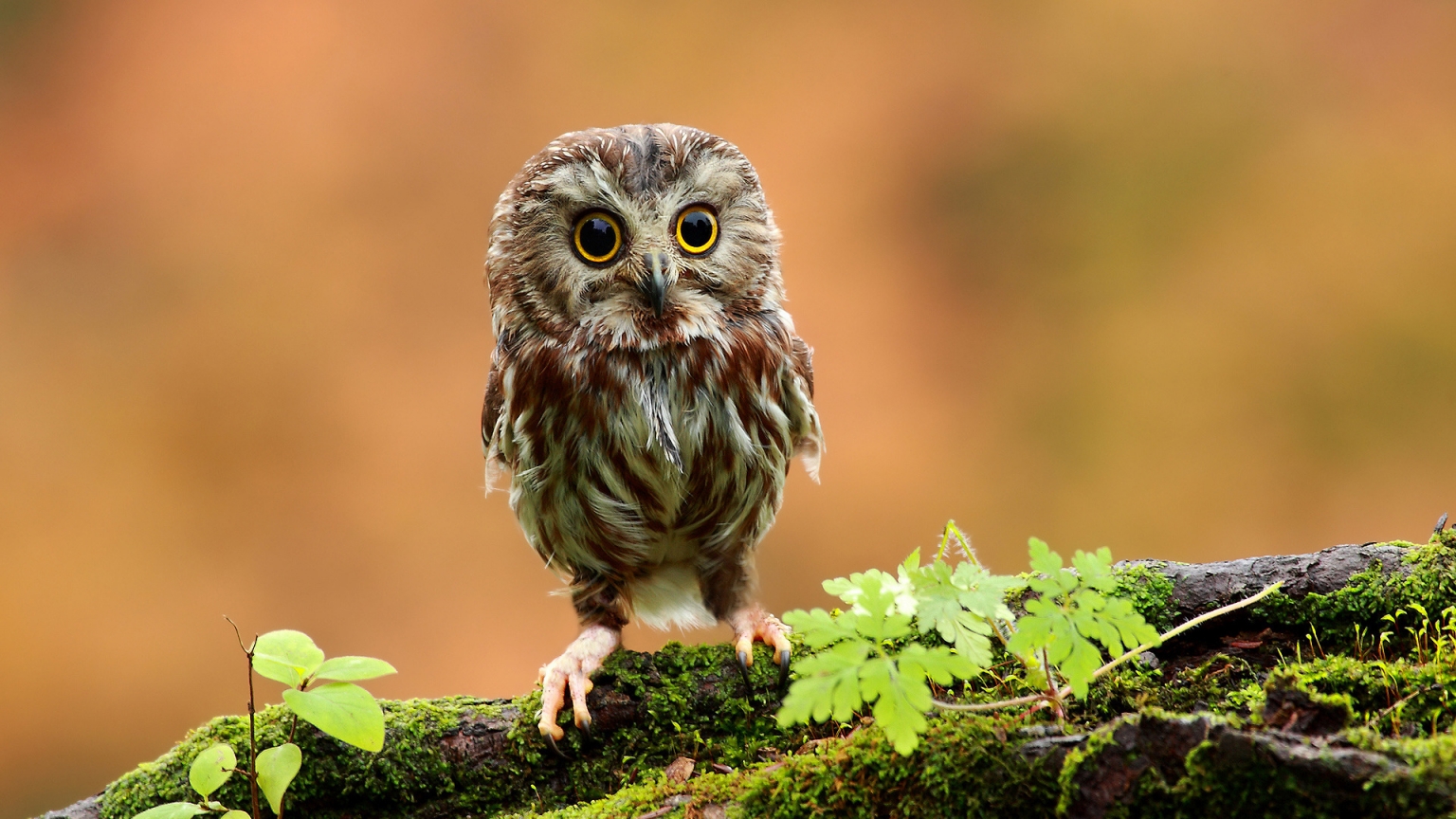 Cute Baby Owl for 1536 x 864 HDTV resolution
