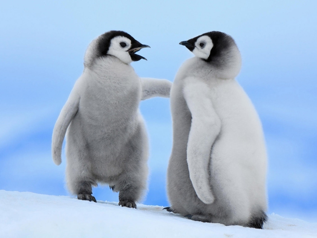 Cute Baby Penguins for 1024 x 768 resolution