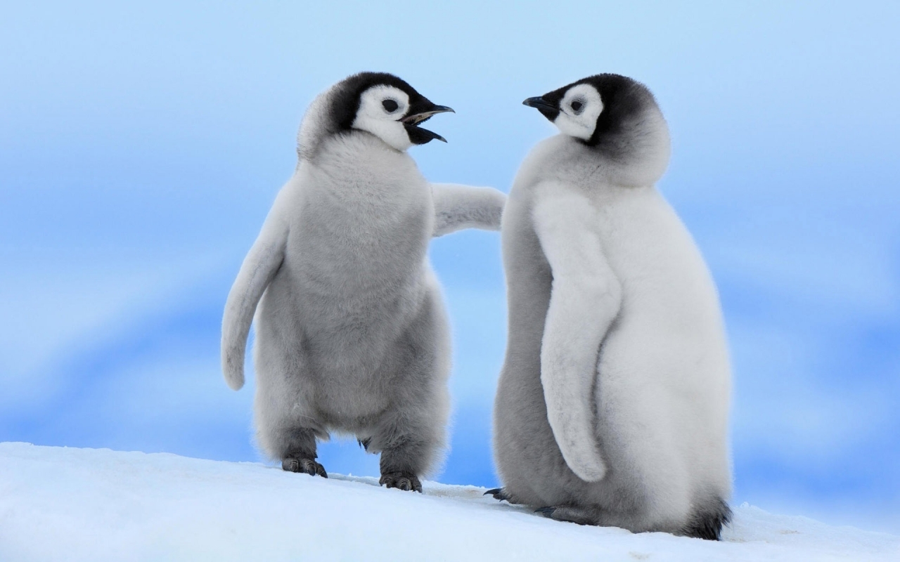 Cute Baby Penguins for 1280 x 800 widescreen resolution