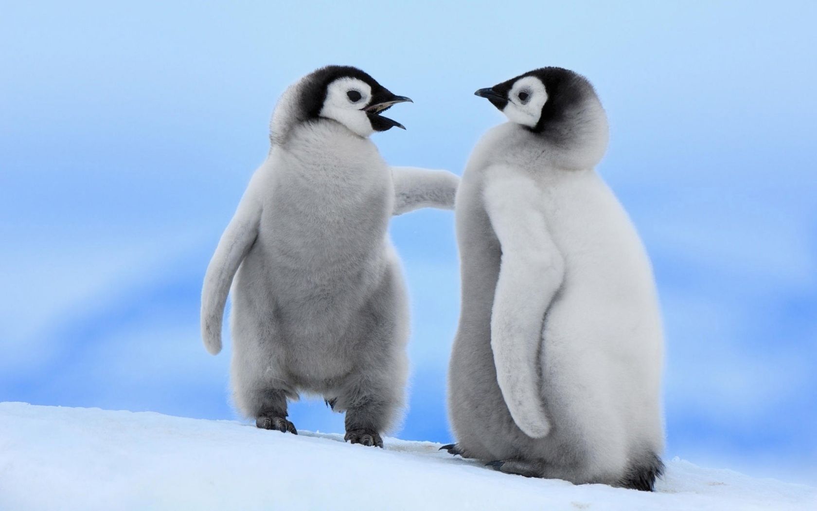 Cute Baby Penguins for 1680 x 1050 widescreen resolution