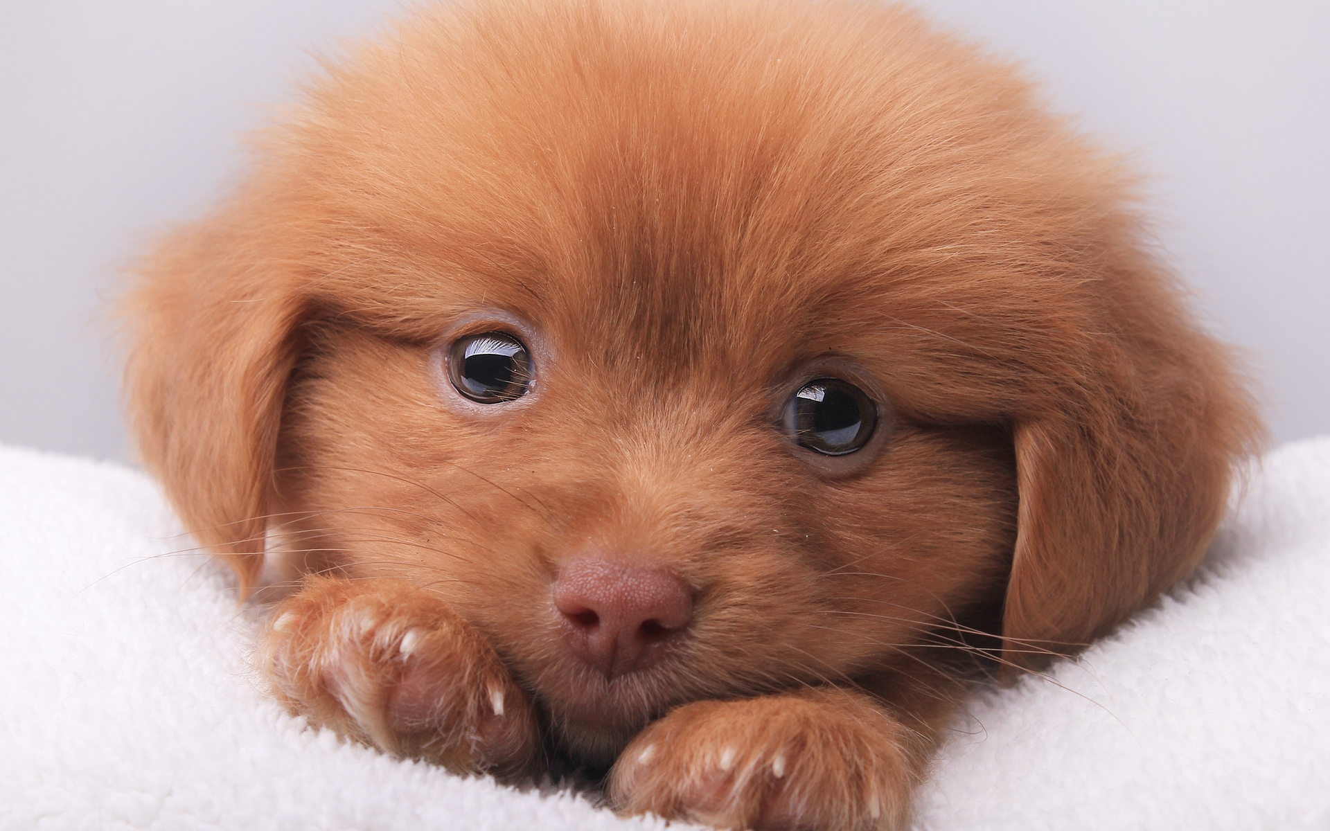 Cute Brown Puppy for 1920 x 1200 widescreen resolution