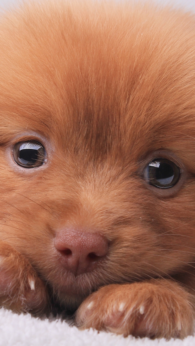 Cute Brown Puppy for 640 x 1136 iPhone 5 resolution