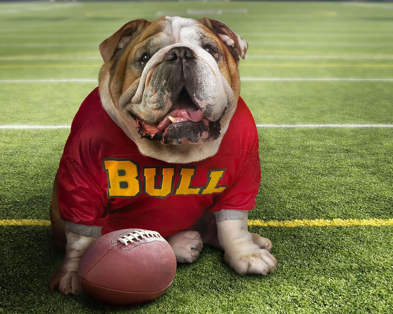 Cute Bulldog for 1280 x 1024 resolution