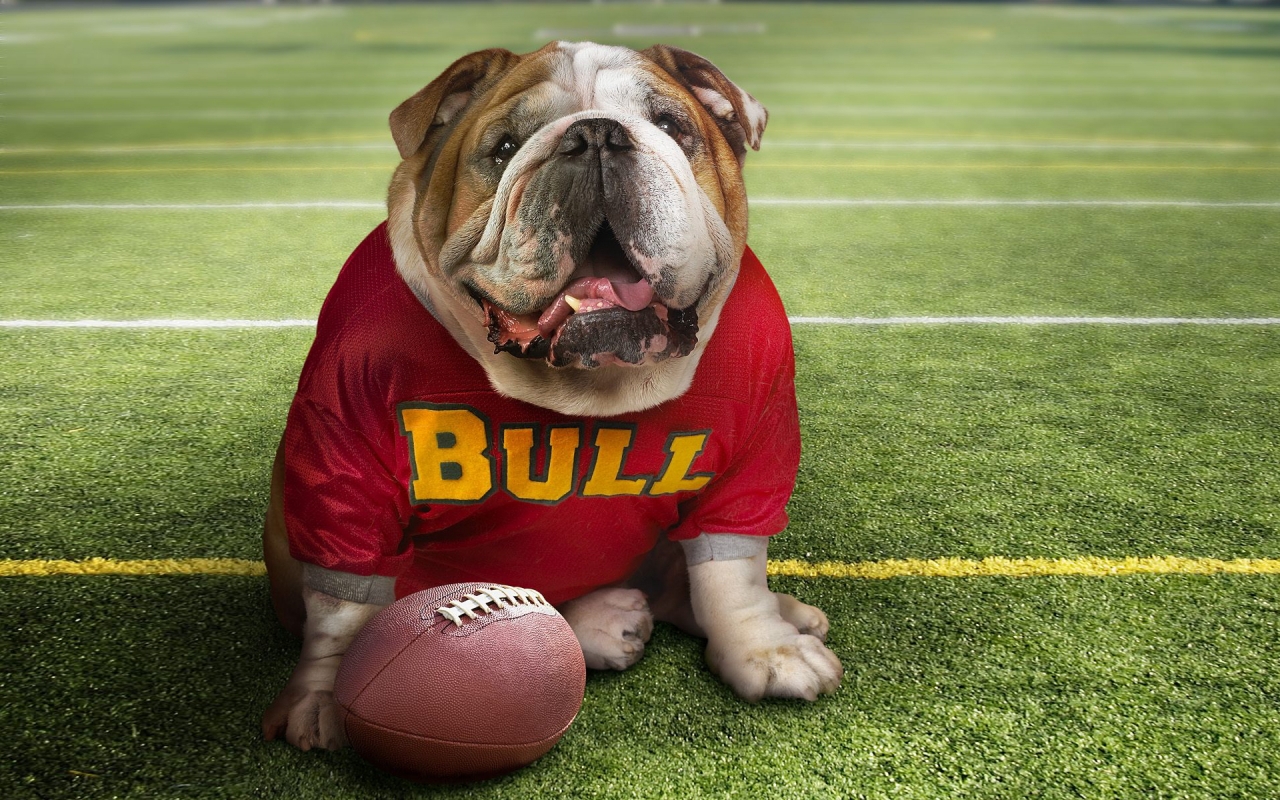 Cute Bulldog for 1280 x 800 widescreen resolution