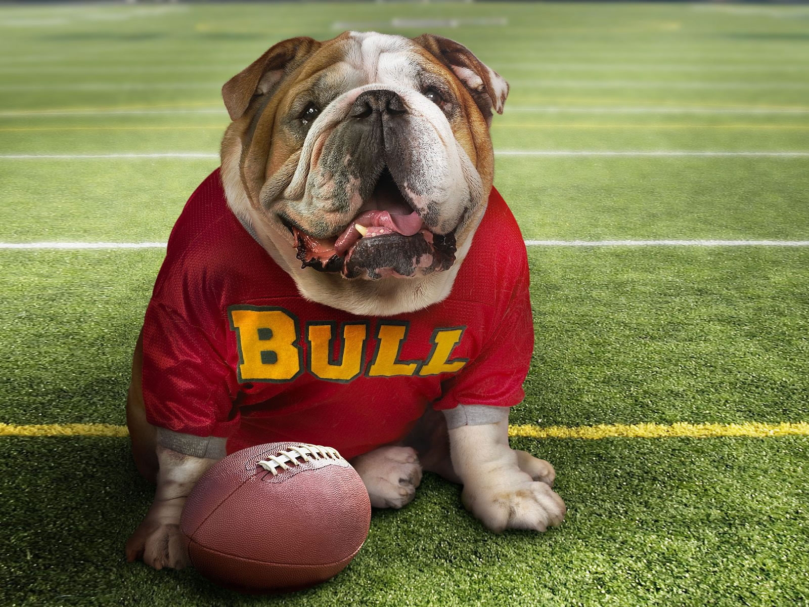 Cute Bulldog for 1600 x 1200 resolution