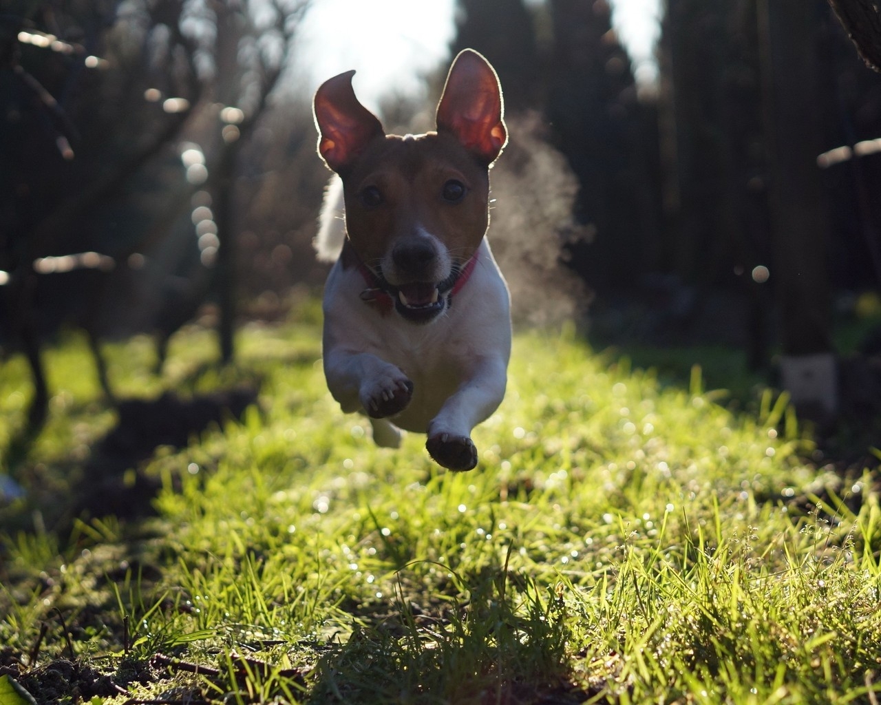 Cute Dog Running for 1280 x 1024 resolution