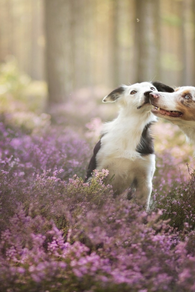 Cute Dogs Playing for 640 x 960 iPhone 4 resolution