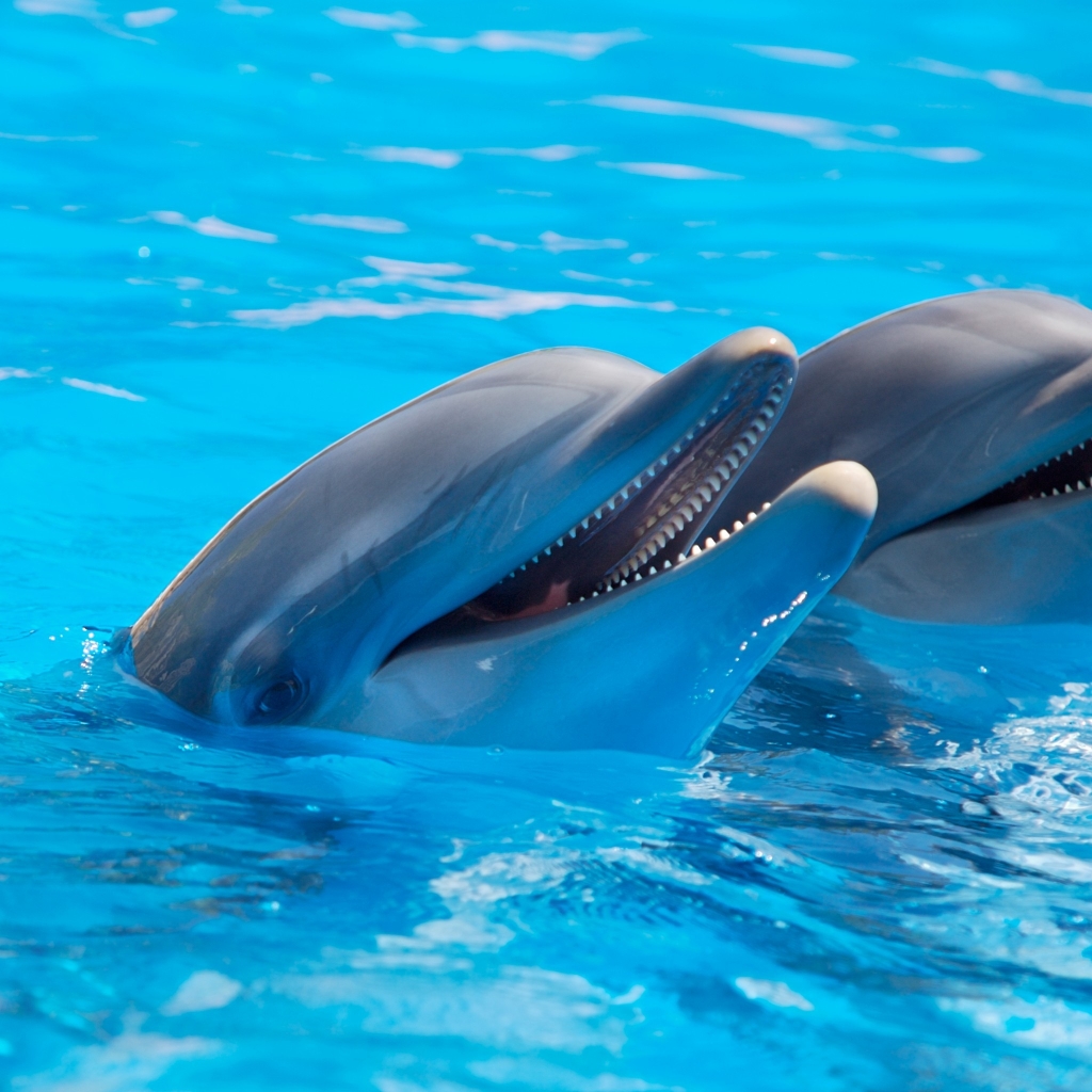 Cute Dolphins for 1024 x 1024 iPad resolution