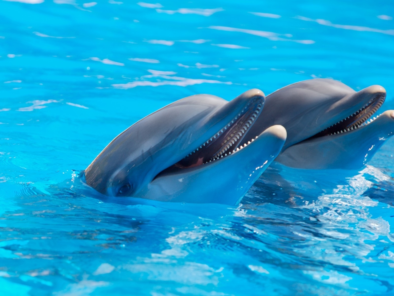 Cute Dolphins for 1280 x 960 resolution