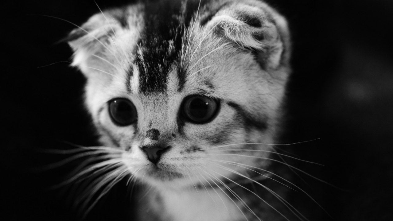 Cute Gray Kitten for 1280 x 720 HDTV 720p resolution