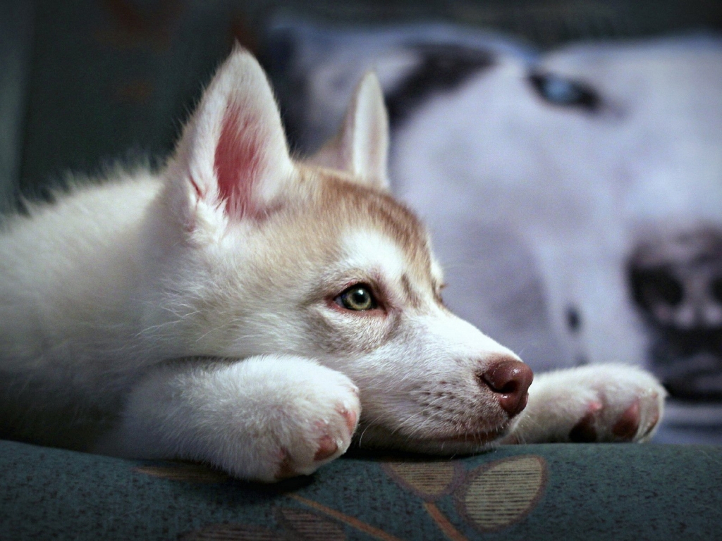 Cute Husky Puppy for 1024 x 768 resolution