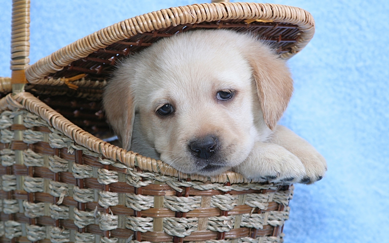 Cute Labrador Puppy for 1280 x 800 widescreen resolution
