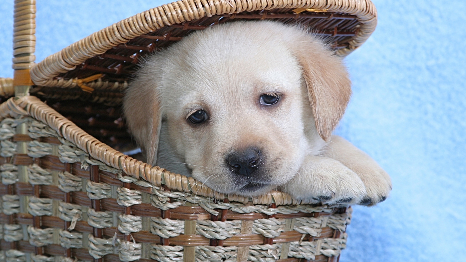 Cute Labrador Puppy for 1536 x 864 HDTV resolution