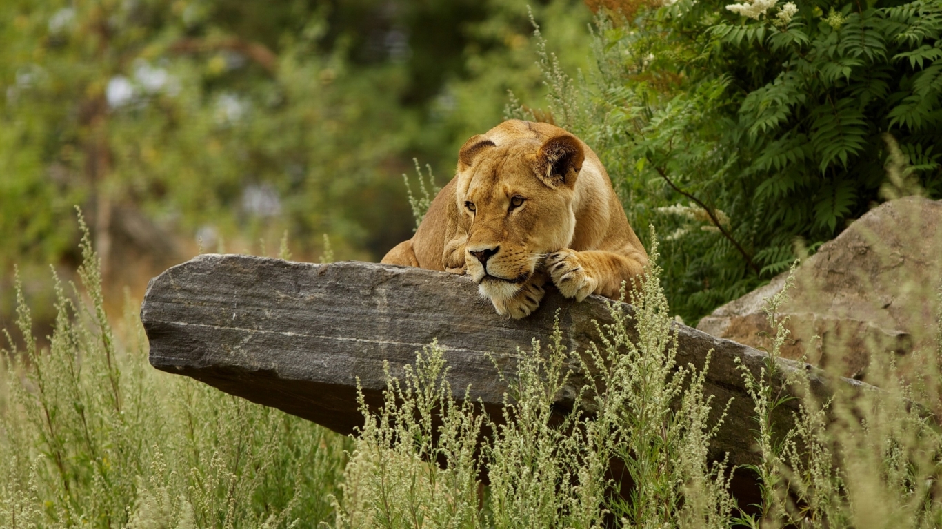 Cute Lion Relaxing for 1366 x 768 HDTV resolution