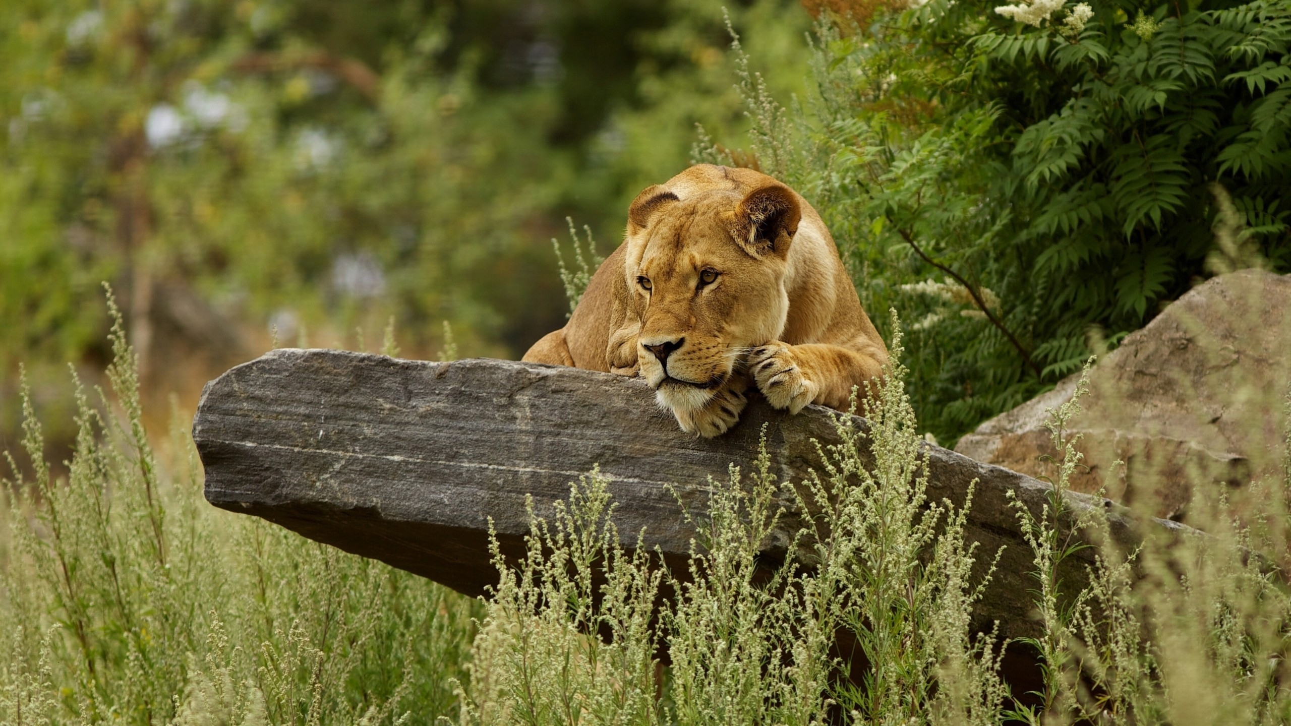 Cute Lion Relaxing for 2560x1440 HDTV resolution