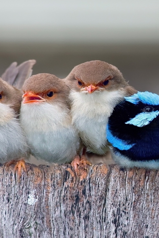 Cute Little Birds for 640 x 960 iPhone 4 resolution