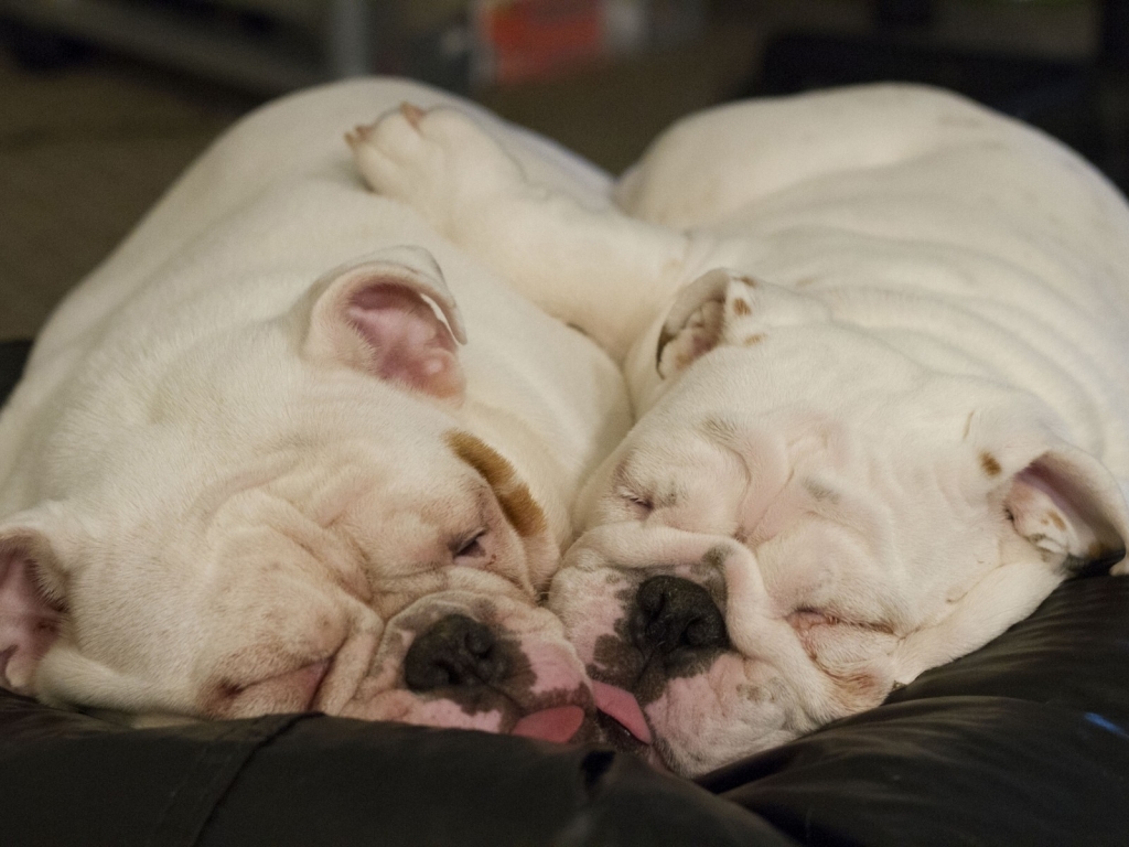 Cute Little Dogs Sleeping for 1024 x 768 resolution
