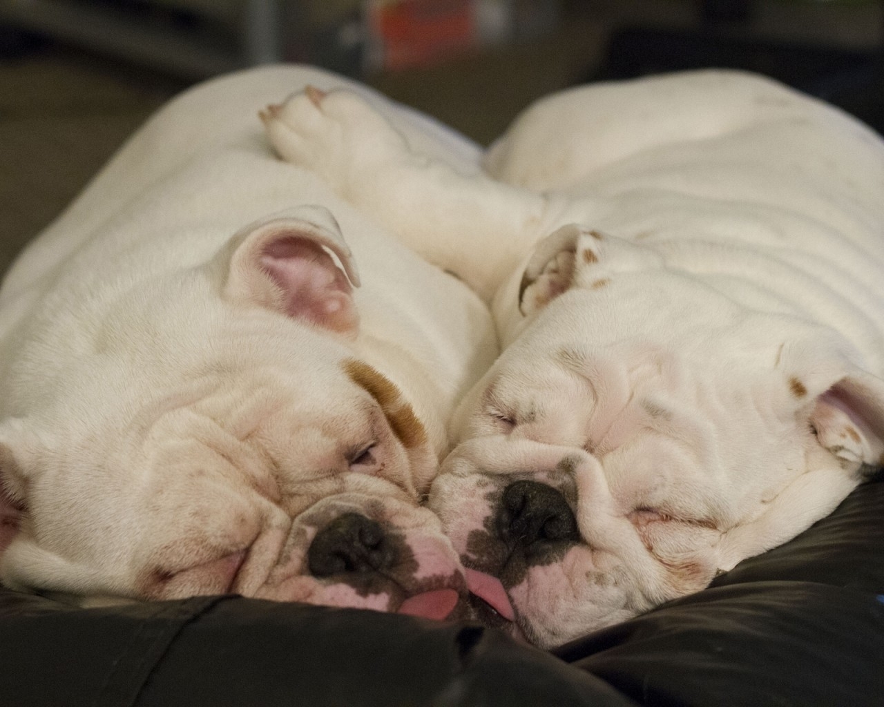 Cute Little Dogs Sleeping for 1280 x 1024 resolution