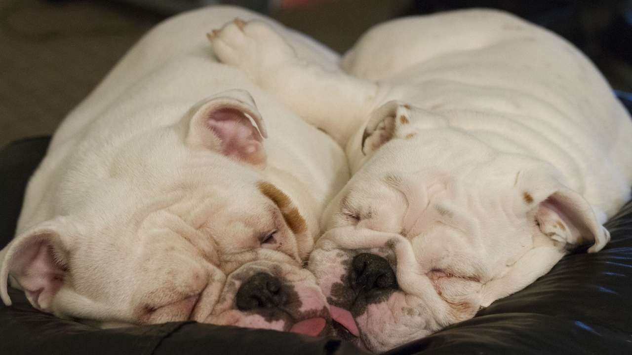 Cute Little Dogs Sleeping for 1280 x 720 HDTV 720p resolution