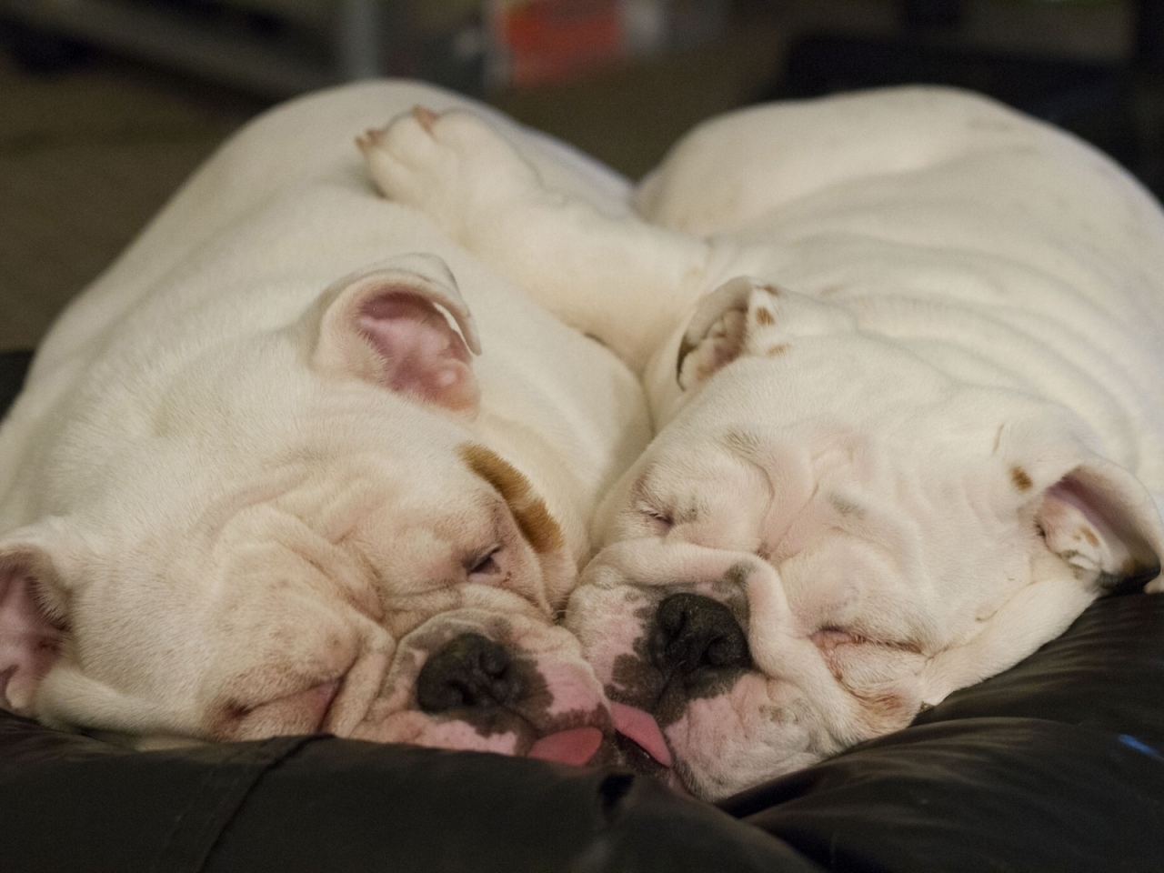 Cute Little Dogs Sleeping for 1280 x 960 resolution