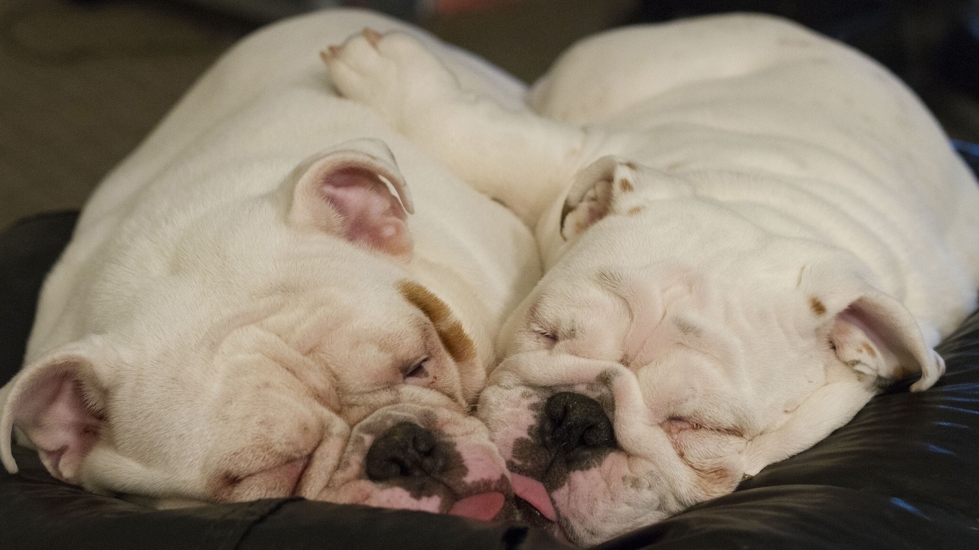 Cute Little Dogs Sleeping for 1920 x 1080 HDTV 1080p resolution