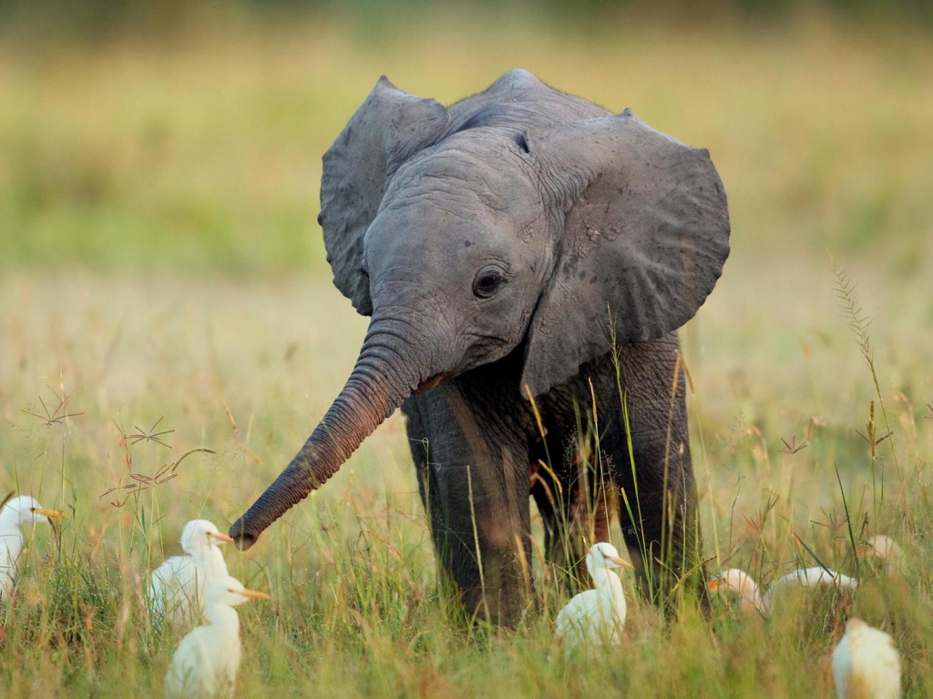 Cute Little Elephant for 1024 x 768 resolution