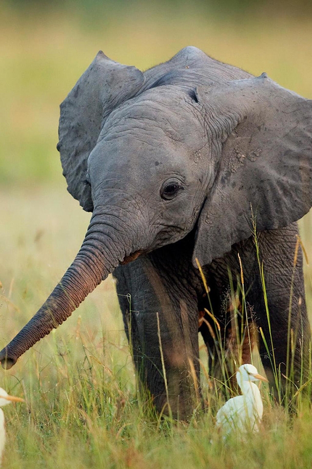 Cute Little Elephant for 640 x 960 iPhone 4 resolution