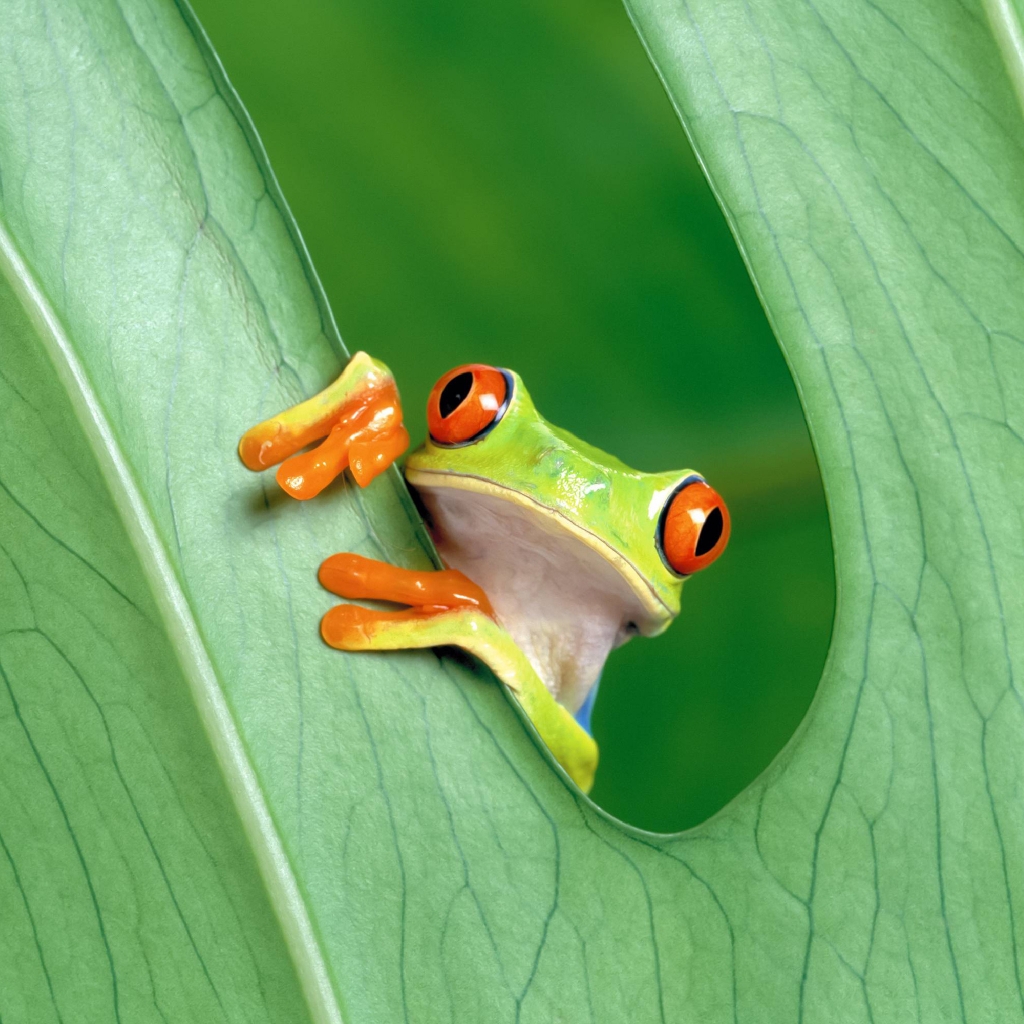Cute Little Frog for 1024 x 1024 iPad resolution