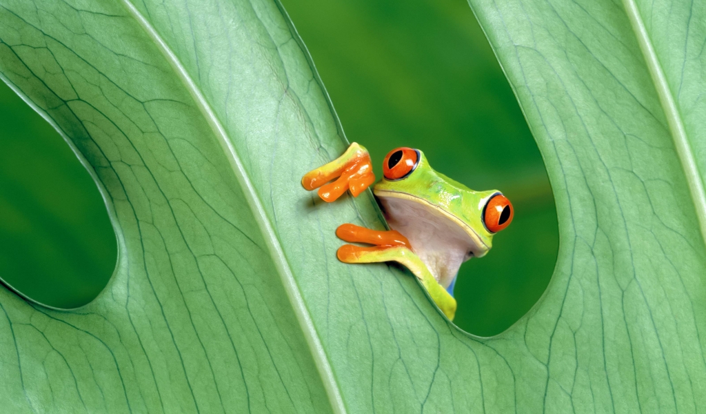 Cute Little Frog for 1024 x 600 widescreen resolution