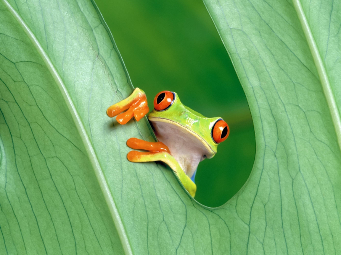 Cute Little Frog for 1152 x 864 resolution