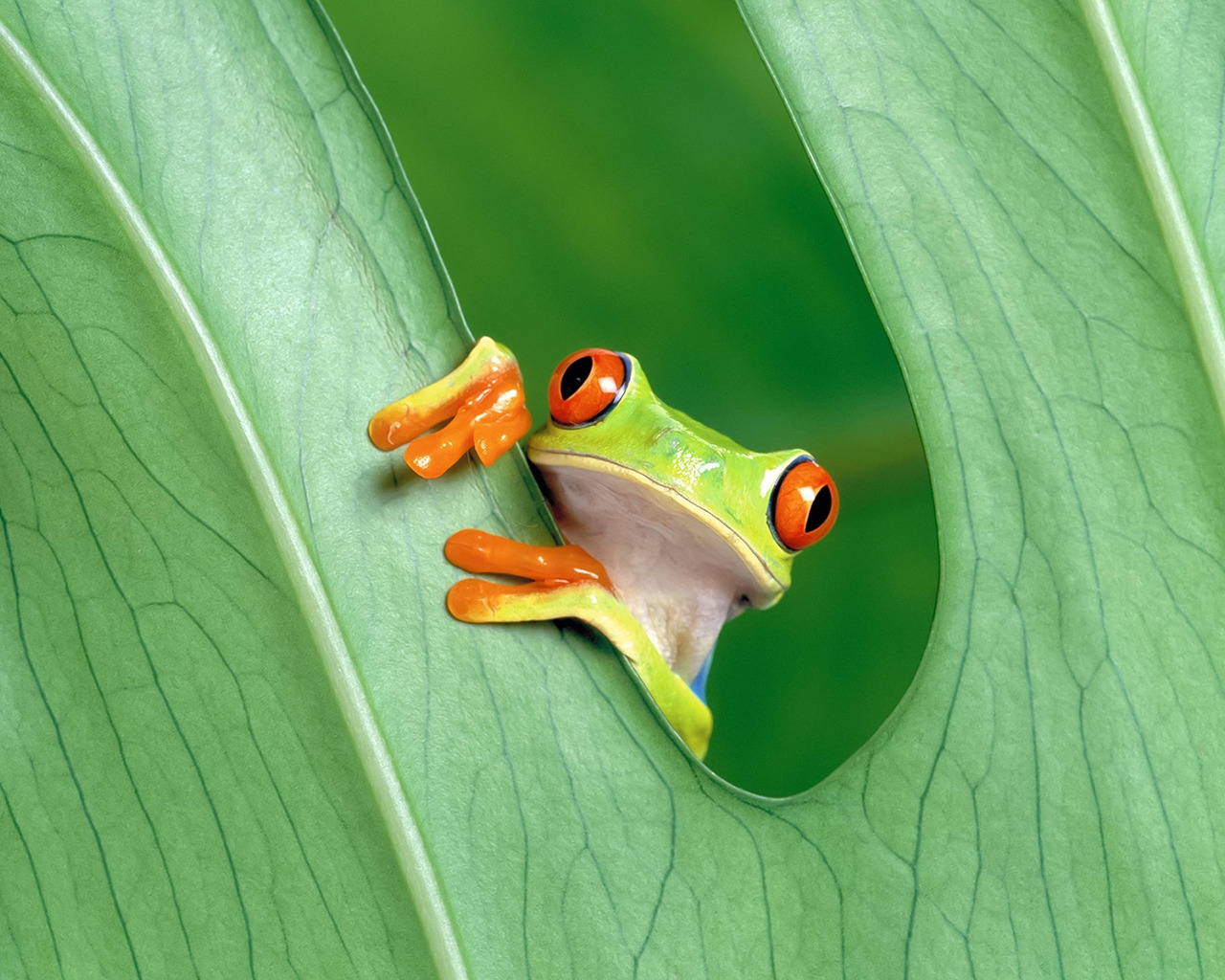 Cute Little Frog for 1280 x 1024 resolution