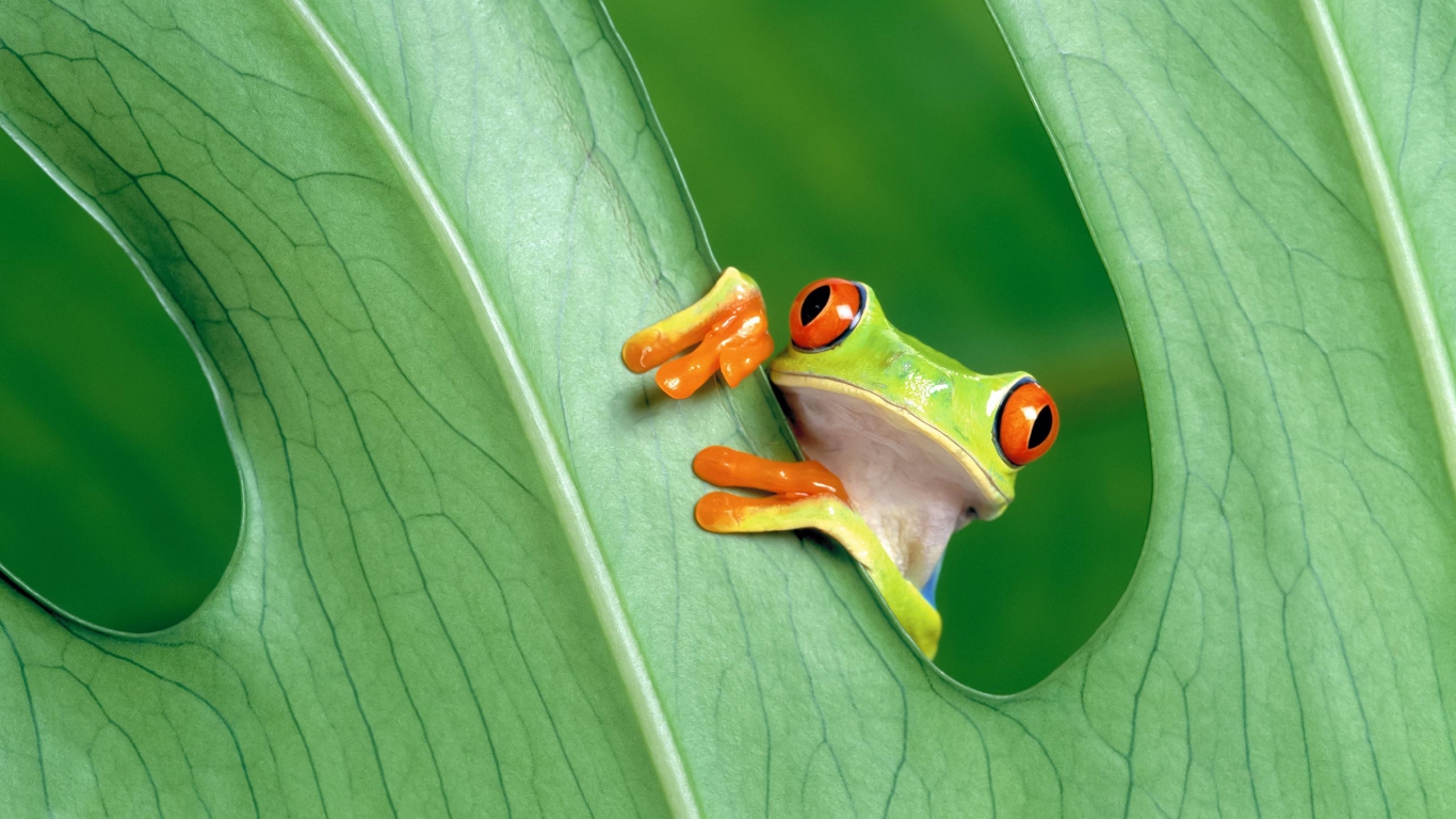Cute Little Frog for 1366 x 768 HDTV resolution