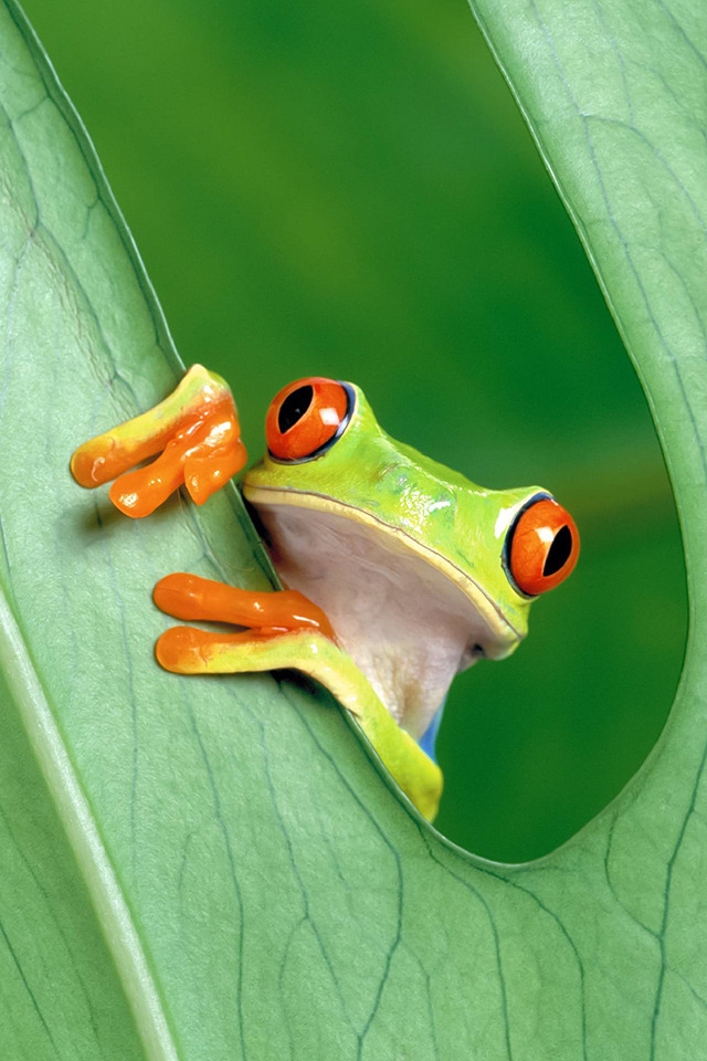 Cute Little Frog for 640 x 960 iPhone 4 resolution