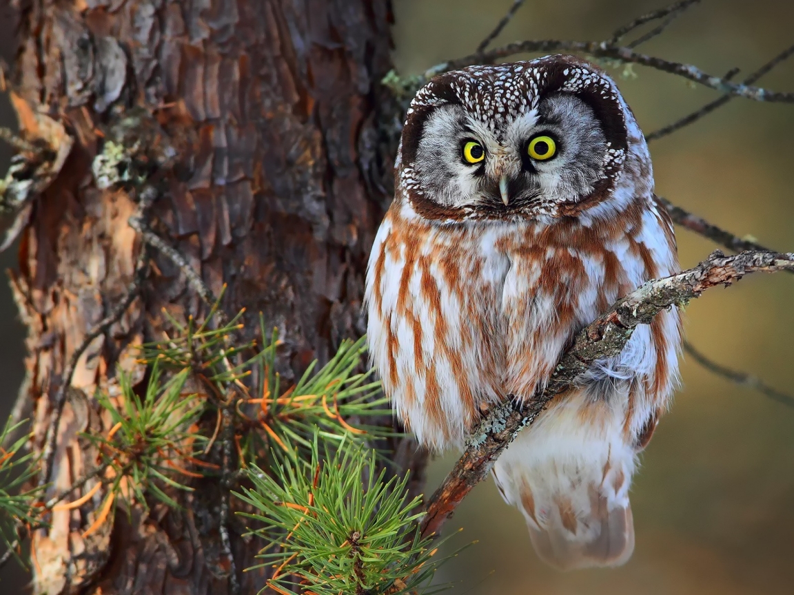 Cute Little Owl for 1152 x 864 resolution
