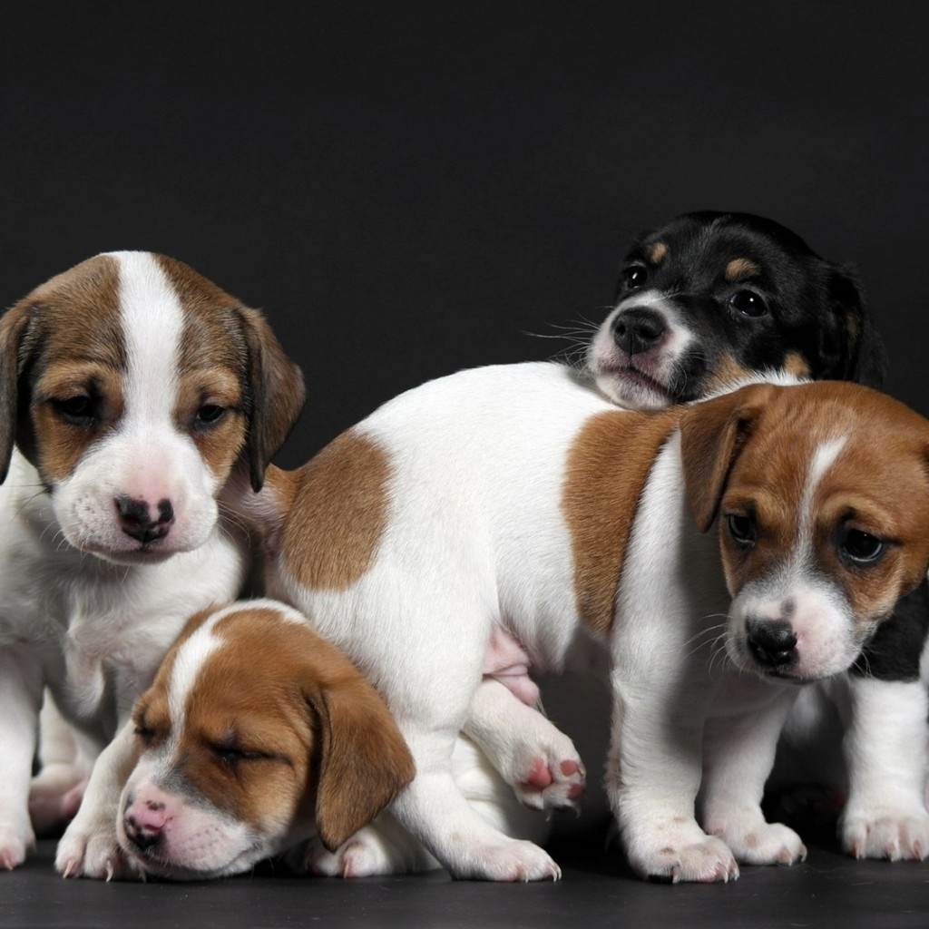 Cute Little Puppies for 1024 x 1024 iPad resolution