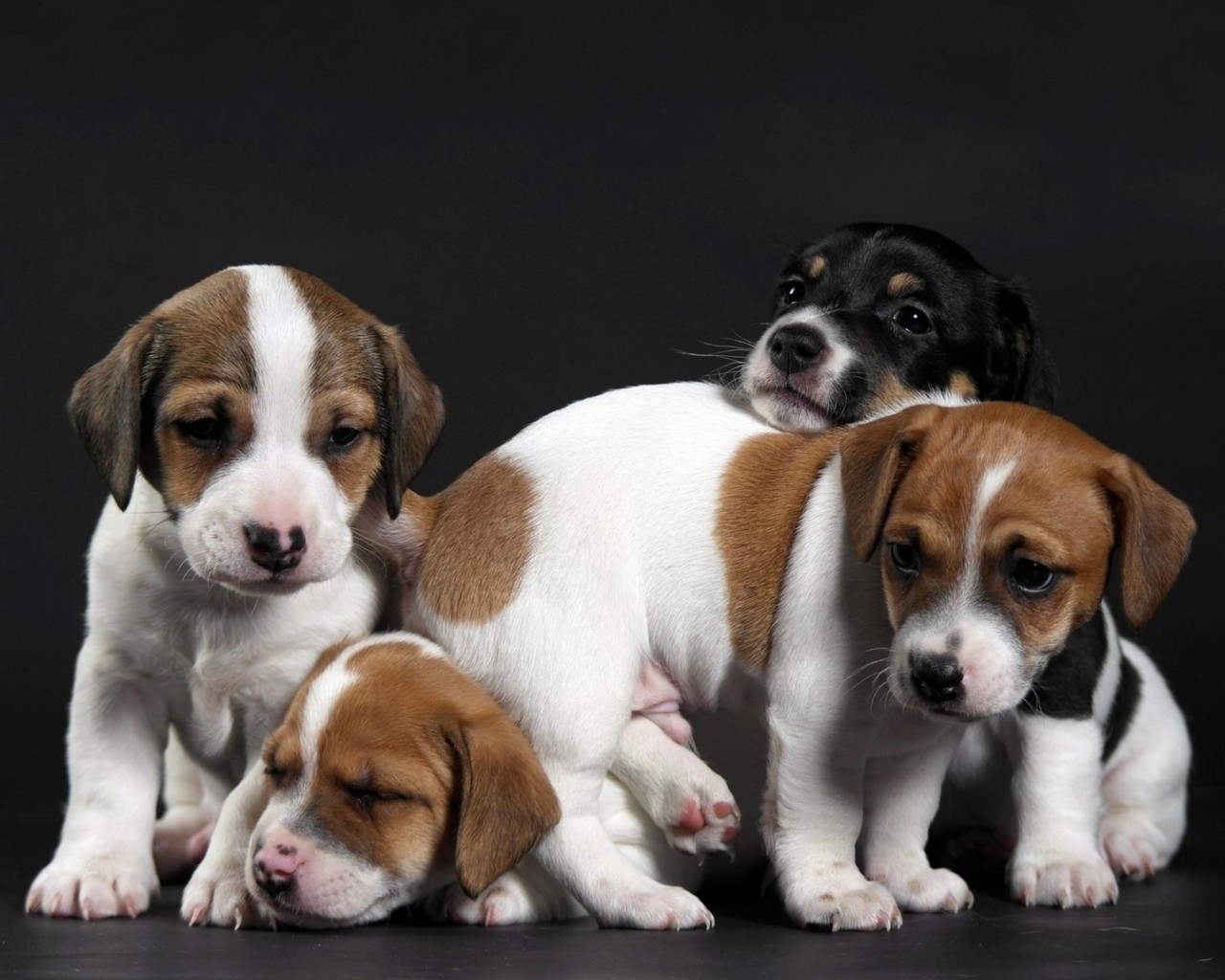 Cute Little Puppies for 1280 x 1024 resolution