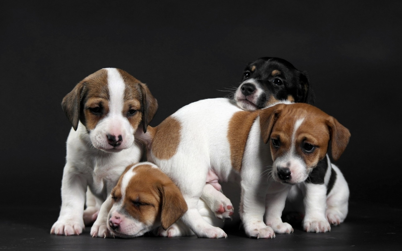 Cute Little Puppies for 1280 x 800 widescreen resolution
