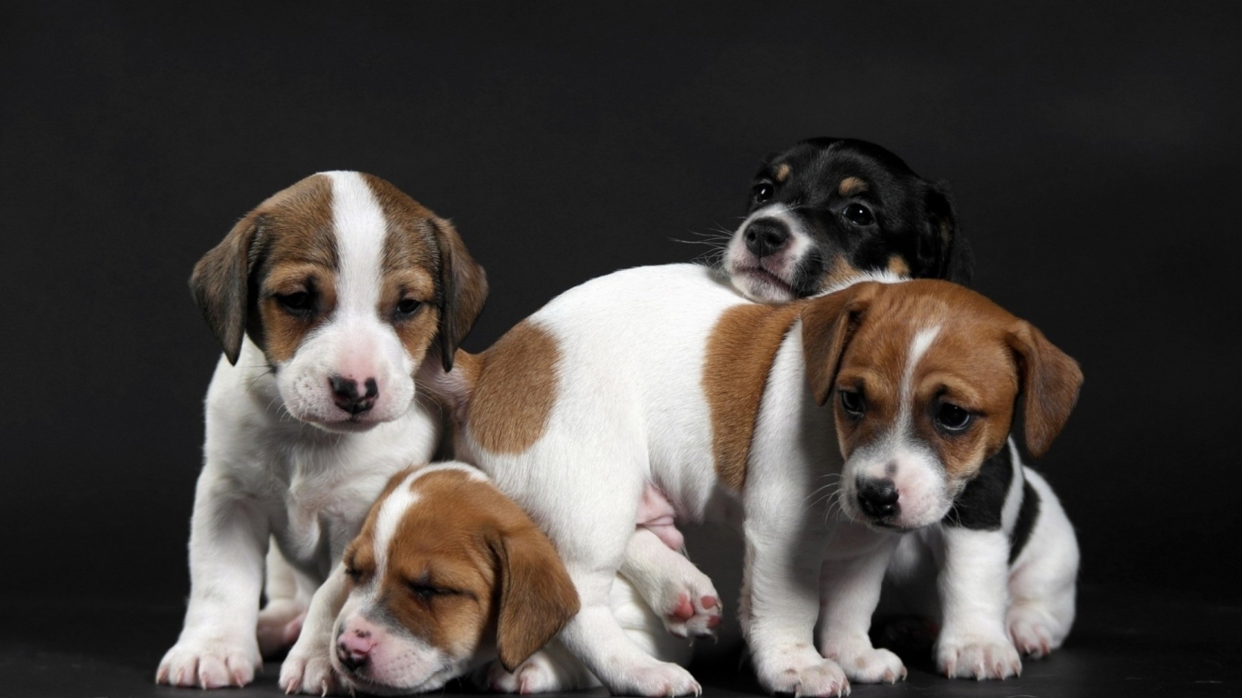 Cute Little Puppies for 1366 x 768 HDTV resolution