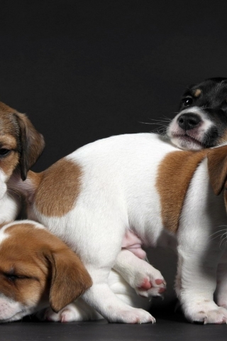 Cute Little Puppies for 320 x 480 iPhone resolution