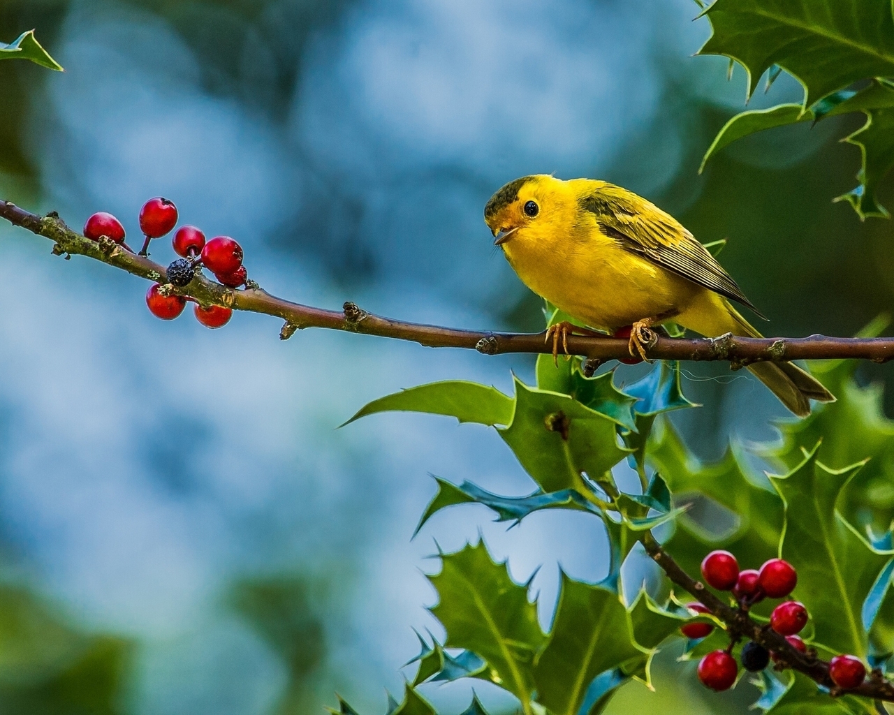 Cute Little Yellow Bird for 1280 x 1024 resolution