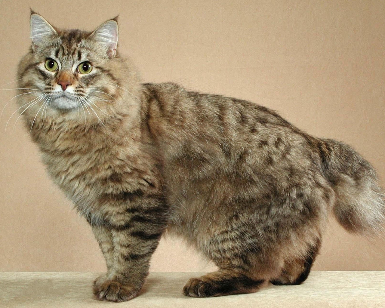 Cute Maine Coon Cat for 1280 x 1024 resolution