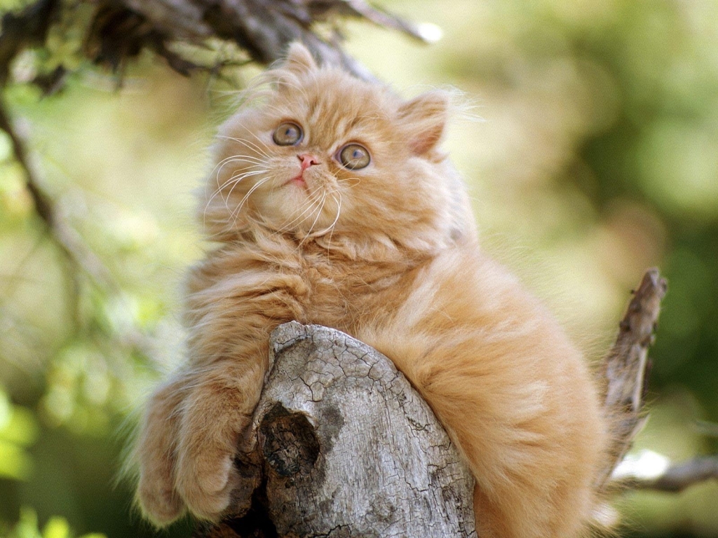 Cute Persian Kitten for 1024 x 768 resolution