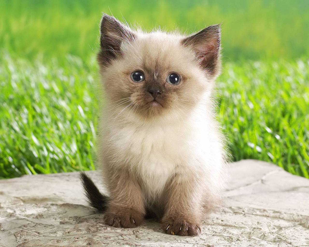 Cute Persian Kitty for 1280 x 1024 resolution