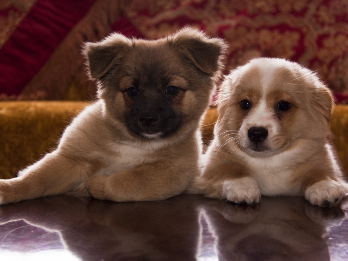 Cute Puppies for 1152 x 864 resolution