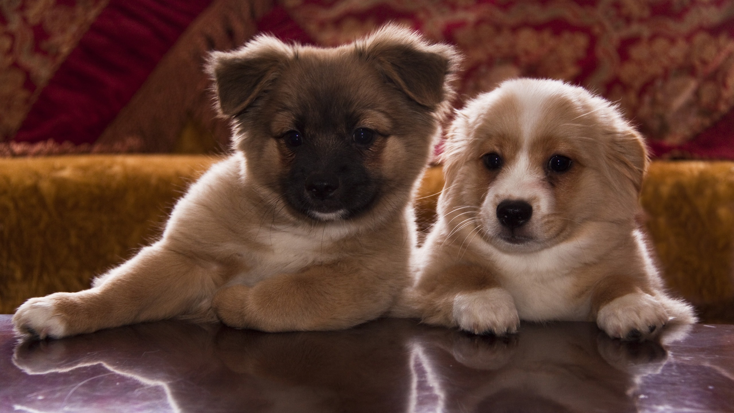 Cute Puppies for 2560x1440 HDTV resolution